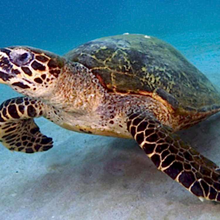 Kaplumbağa Deyip Geçmeyin